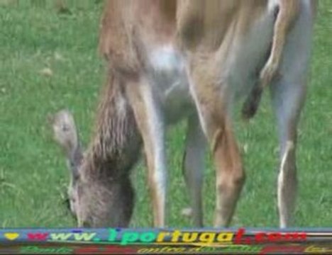 Parc Zoologique de Thoiry ( 78 ) Savana Africana - 1