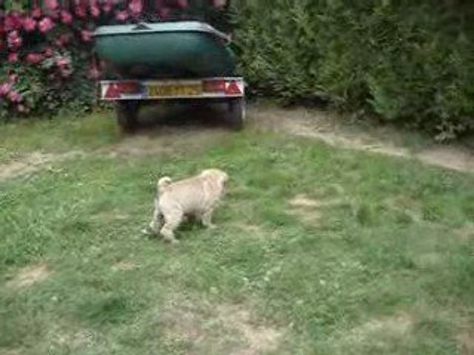 East Boy et Extra Boy The Crazy Monkey