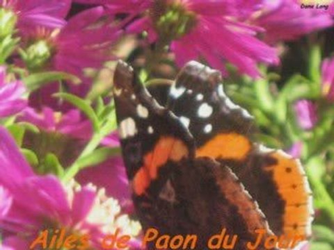 FLEURS ET INSECTES AU JARDIN ENCHANTE