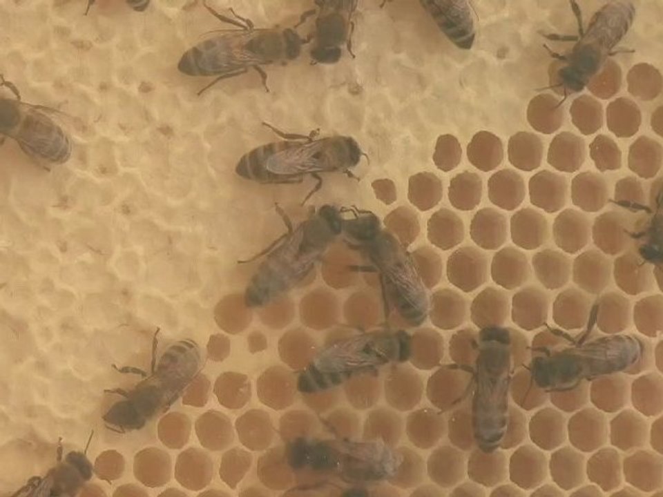 Trailer La danza delle Api - Biennale Venezia 2009