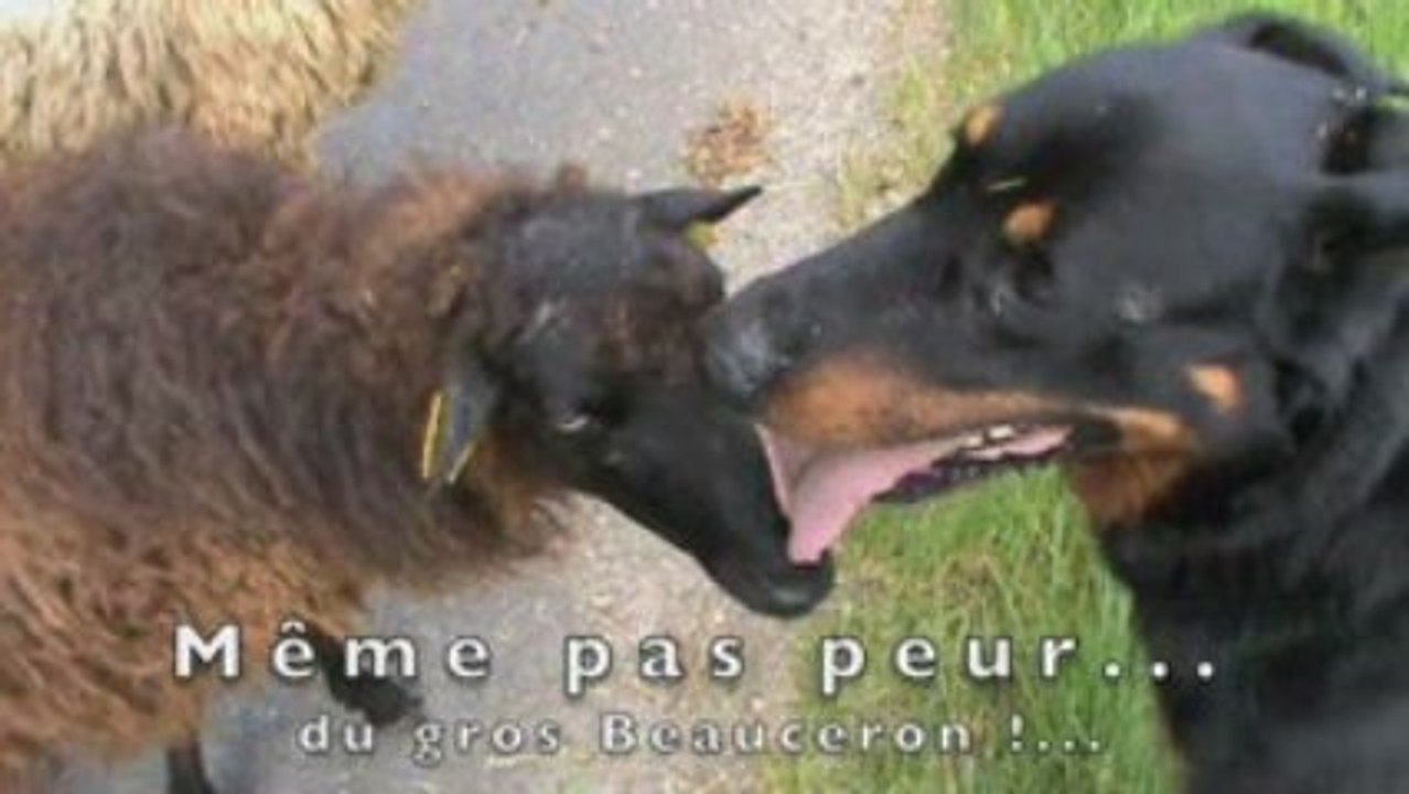 Urkan chien berger de beauce en transhumance