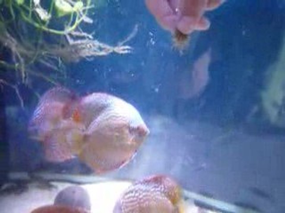 discus phong