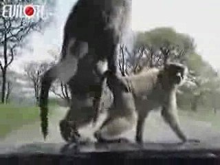 singes-zoo-capot-voiture