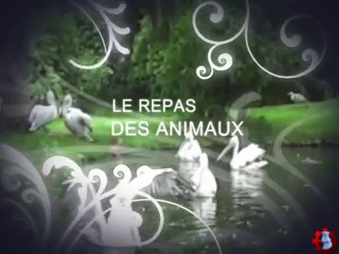 Zoo de Mulhouse - Le Repas des Animaux - 21 Juin 2009