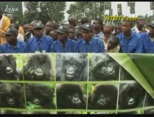 Rare Baby Gorillas Named in Rwanda