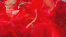 Nietzsche's Lied mit Stigmadome's Rosen