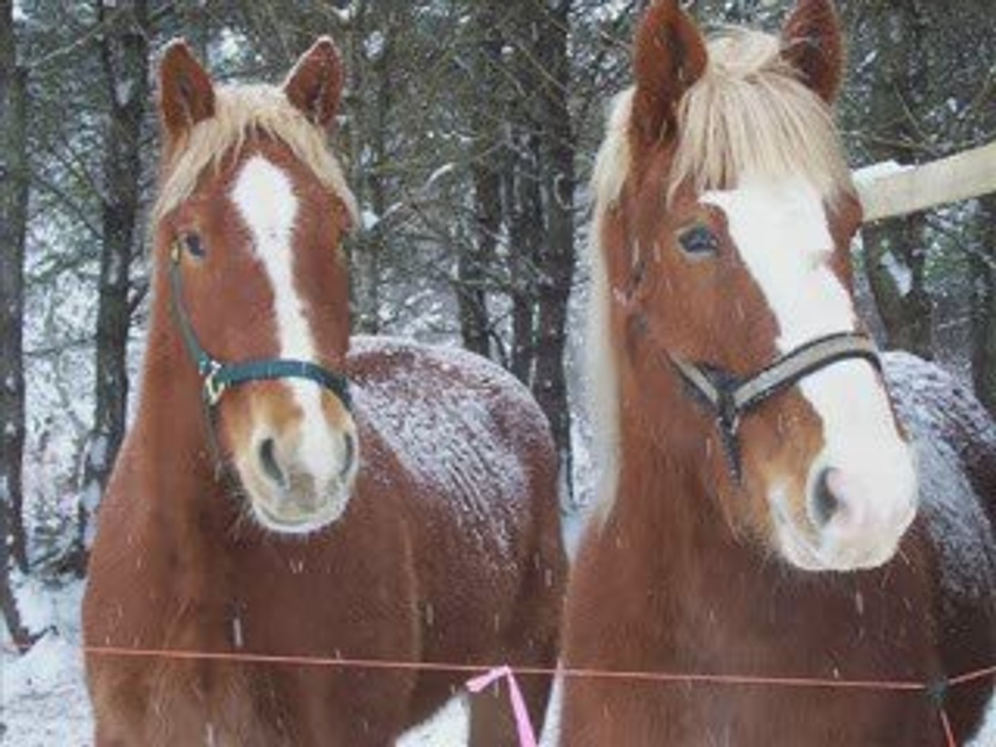 ⁣Country Music | Horses Song | Beautiful Guitar Music!