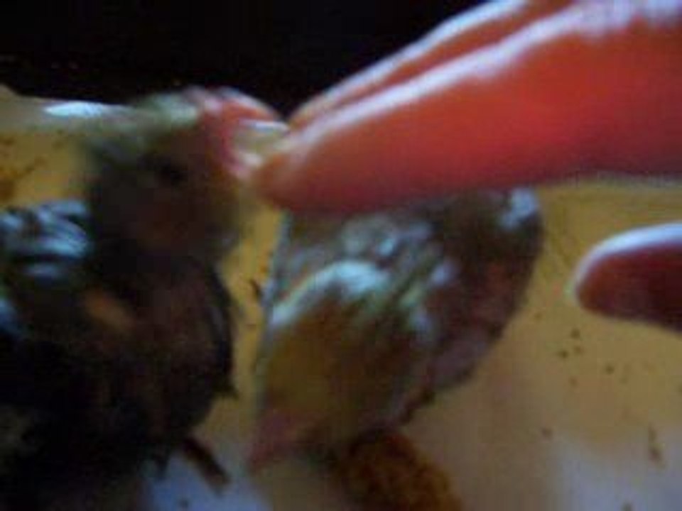 callo dans la cage mange du millet
