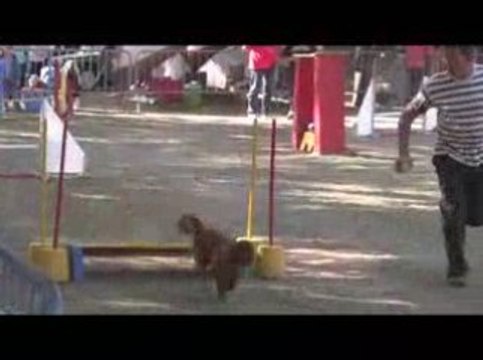 Bango Jumping Agility Dagneux 21/06/2009