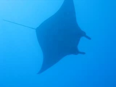 Divezone.net: Raie Manta, Iles Komodo en Indonésie.