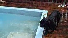 Max Swimming